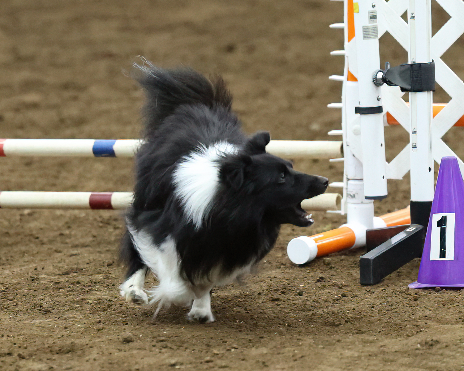 Sagebrush Shetland Sheepdogs: Our Dogs Away From Home